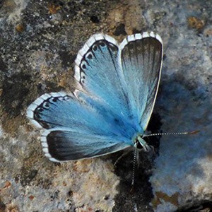 Chalkhill Blue - Polyommatus coridon asturiensis © John Muddeman